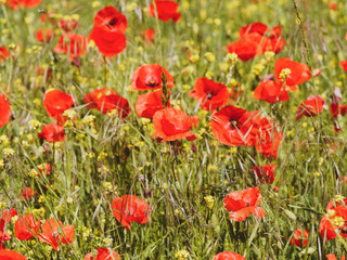 (Papaver rhoeas) Field of common poppies or red poppies