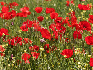 (Papaver rhoeas) Common red poppies or field poppies