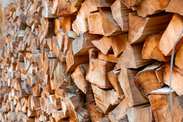 photo of woods in garden