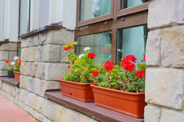Fototapeta na wymiar photo of red flowers in window
