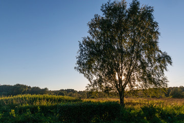 Fototapeta premium photo of a tree in nature