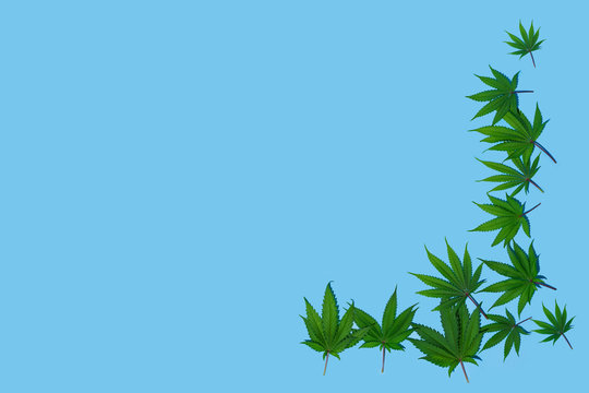 Fresh Cannabis Leaf On Plain Background, Isolated