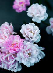 Flores en la naturaleza con el sol