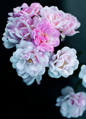 chlor flowers on black background