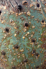 closeup texture of an old green cactus opuntia ficus-indica with thorns and spots of some botanical disease
