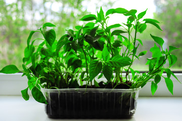 Seedlings of peppers on the window. Agriculture concept. Green plant in a pot. Close up