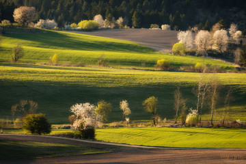 Spring landscape with trees, fields and meadows in Polana region, Slovakia. Wavy country scenery at...