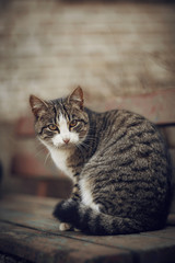 A street tabby cat is sitting on a bench.