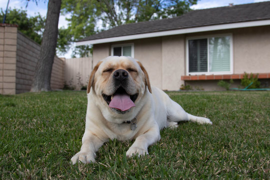 English Golden Labrador