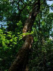Fototapeta premium S en forêt