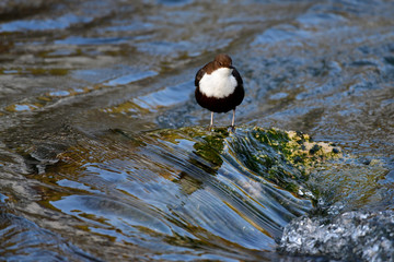 Wasseramsel in der Blau am Blautopf Ulm. 
