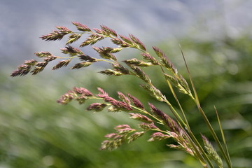 Saint Petersburg, Russia. June, 26,2015. Stems, inflorescences and ears of meadow grasses bent from the wind against the background of a fresh green meadow