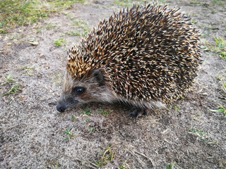 The hedgehog went out into the field in the afternoon in search of food.