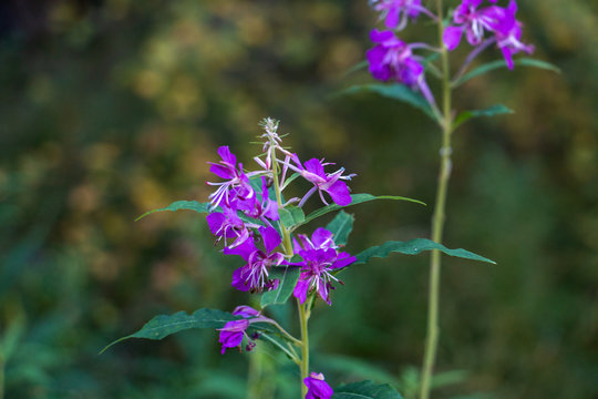 photo of a purple flower