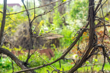 Young branch of grapes on the nature. Grapes Vines being Planted