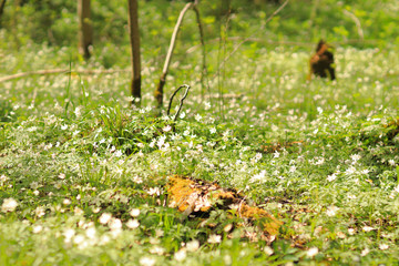 Forest sunny flowers. Spring in the forest. Spring white flowers. Paradise.