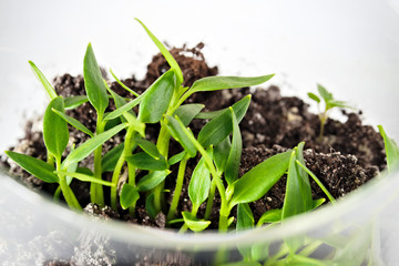 Seedlings, green plants in a glass on a white background.