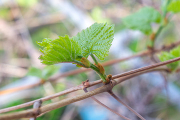 leaves of grapes in the vineyard. grape growing