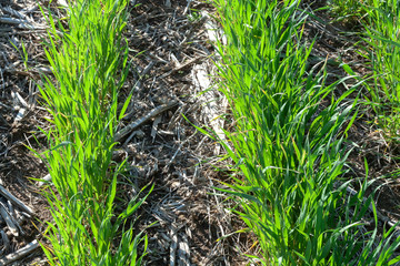 Closeup of two rows of winter wheat in the spring with corn and soybean stubble between the rows in a field with no tillage