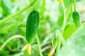 green cucumber close-up of growing vegetables