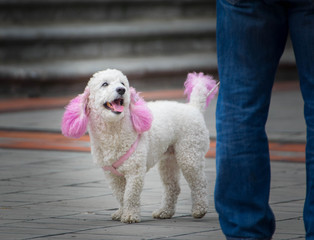 caniche con el pelo rosa mirando a su due&ntilde;o con amor