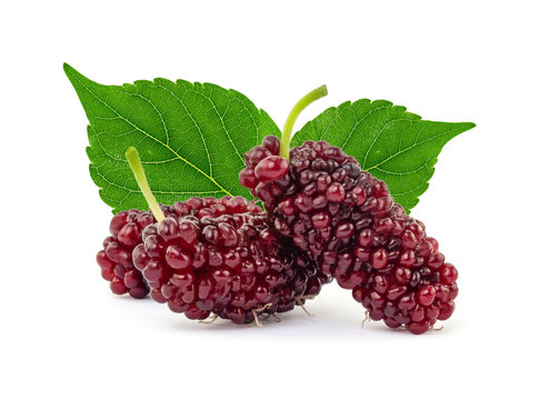 Close up of fresh mulberry fruits with green leaves isolated on white background with clipping path, Thai fruit.
