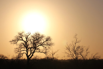 Naklejka na ściany i meble Sunset Kruger National Park, South Africa.