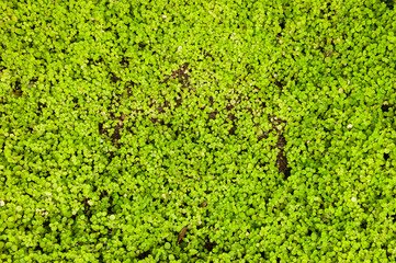 green moss texture background