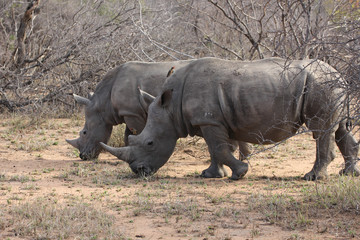 Fototapeta premium Kruger National Park, South Africa. Two Rhinos are eating grass.