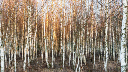 Birch forest in warm sunrise light