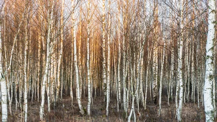 Foto auf Leinwand Birch forest in warm sunrise light © M.PartsPhoto