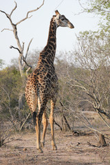 Kruger National Park, South Africa. 
Giraffe is walking. 