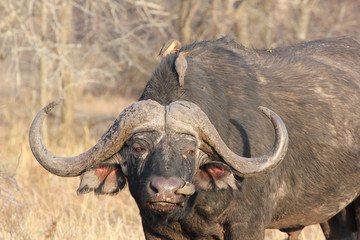Kruger National Park, South Africa. 
Old buffaro with oxpecker.