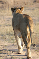 Kruger National Park, South Africa. 
Female mother lion is walking.