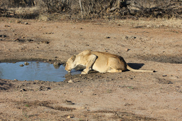 Kruger National Park, South Africa. 
Female lion is drinking water.