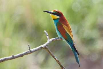 Wildlife close-up of European bee-eater bird on a branch in green nature, side view (Gerolsheim, Germany, Europe)