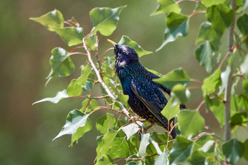 Common starling (Sturnus vulgaris) bird sitting in blossoming tree with fresh green leaves