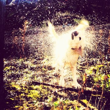 Wet Dog Shaking Off Water