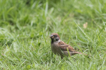 The Eurasian Tree Sparrow