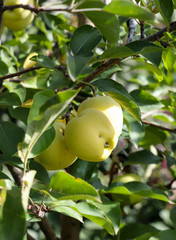apple on tree