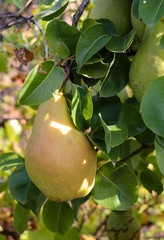 Yellow pear on a branch