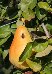 pear on the tree