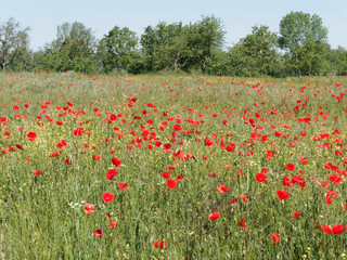 (Papaver rhoeas) Magnificent rural decor, landscape and meadow of common red poppies under blue sky