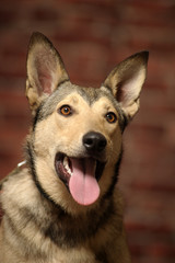 crossbreed husky and shepherd dogs