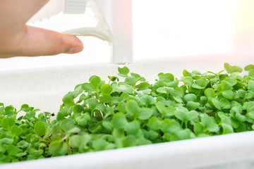 Fresh micro green sprouts for healthy vegan food cooking. home growing, healthy food, arugula, mustard