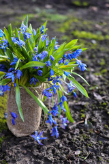 blue flowers in the garden