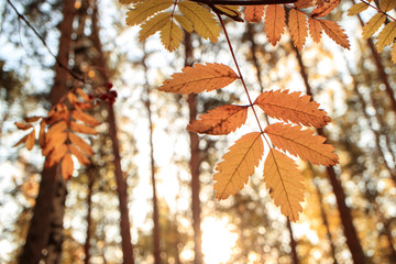 autumn leaf in the foreground background blurred trees background