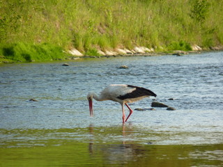White stork Ciconia ciconia looking for food and wading in the river