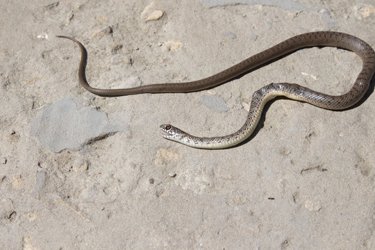 Snake With Open Jaws Krupnom Plan Looks At Camera And Crawls. Viper And In The Courtyard, The Concept Of Catching Snakes