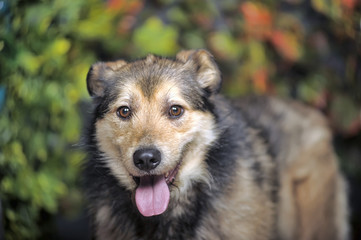 Naklejka na ściany i meble Brown dog crossbreed husky